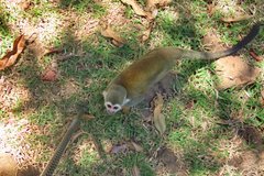 frans-guyana3090