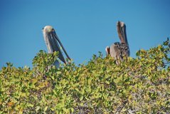 galapagoseilanden1007