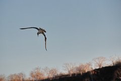 galapagoseilanden1009