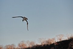 galapagoseilanden1009