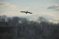 galapagoseilanden1010