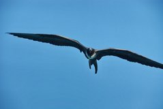 galapagoseilanden1011