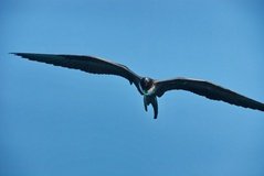 galapagoseilanden1011