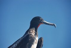 galapagoseilanden1013