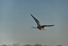 galapagoseilanden1020