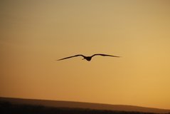 galapagoseilanden1021