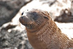 galapagoseilanden2004