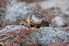 galapagoseilanden2007