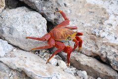 galapagoseilanden2009