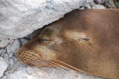galapagoseilanden2011