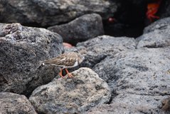 galapagoseilanden2013