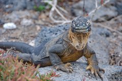 galapagoseilanden2017