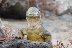 galapagoseilanden2049