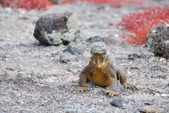 galapagoseilanden2052