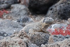 galapagoseilanden2054