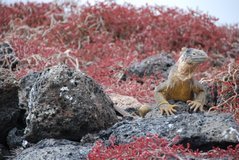 galapagoseilanden2056