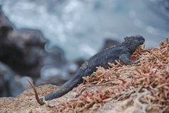 galapagoseilanden2062