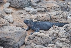 galapagoseilanden2074