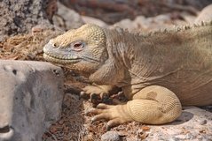galapagoseilanden2549
