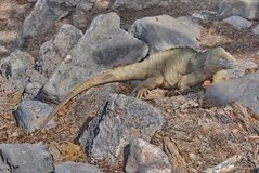 galapagoseilanden2551