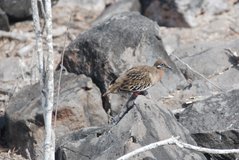 galapagoseilanden2552