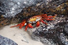 galapagoseilanden2565