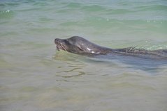 galapagoseilanden2568