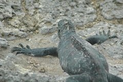 galapagoseilanden2571
