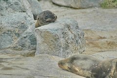 galapagoseilanden2573