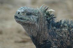 galapagoseilanden2574