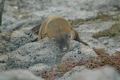 galapagoseilanden2575