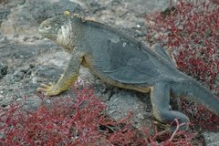 galapagoseilanden2578