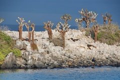 galapagoseilanden2585