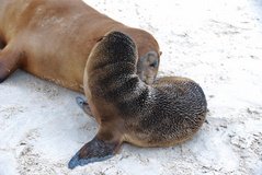 galapagoseilanden3006
