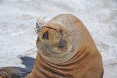 galapagoseilanden3008