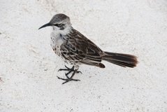 galapagoseilanden3009