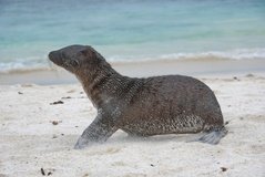 galapagoseilanden3010