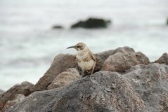 galapagoseilanden3011