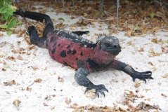 galapagoseilanden3013