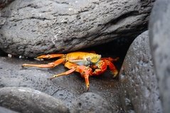 galapagoseilanden3015