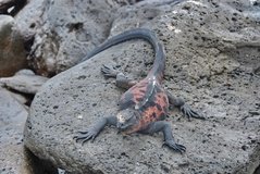 galapagoseilanden3017