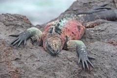 galapagoseilanden3020