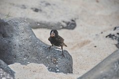 galapagoseilanden3021