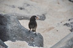 galapagoseilanden3022