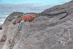 galapagoseilanden3023