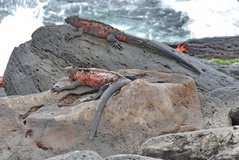 galapagoseilanden3026
