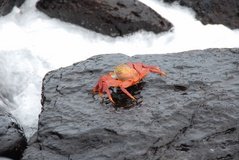 galapagoseilanden3028