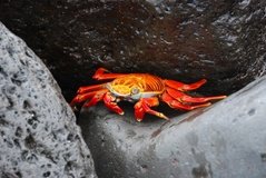 galapagoseilanden3029