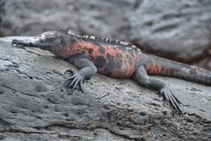 galapagoseilanden3034