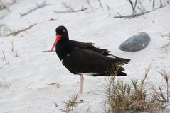 galapagoseilanden3036